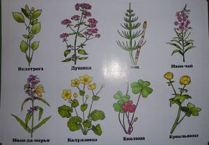 Трав'янисті рослини: види та особливості, класифікація та приклади