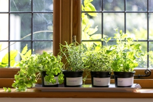 Вирощування зелені будинку на підвіконні: процес посадки і догляду, користь і види рослин, поради