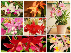 Квітка Каттлея — догляд в домашніх умовах, зміст і розмноження орхідеї