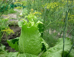 Правила посадки, вирощування листового салату-латук з насіння, як садити і вести догляд у відкритому грунті