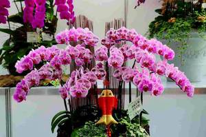 Орхідеї: як адаптувати і доглядати за квіткою в домашніх умовах, догляд за орхідеєю