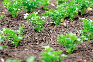 Особливості посадки: як посіяти петрушку на городі і як садити кореневу петрушку в домашніх умовах