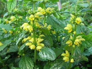 Зеленчук жовтий: почвопокривна рослина, здатне дати відсіч багатьом злісним бур'янам