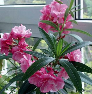 Квітка дурман звичайний: опис рослини, особливості вирощування та догляду