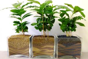 Поради по вирощуванню кавового дерева в домашніх умовах, догляд і підгодівля