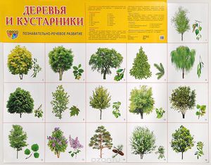 Види дерев: які ростуть в Росії і Москві, їх назви, опис і особливості