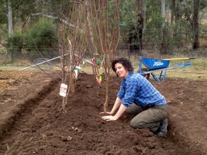 Як правильно посадити дерево: посадка дерева і догляд за ним, підготовка саджанців, вибір термінів і етапи робіт