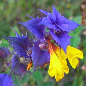 Квітка Іван-да-Марія: опис, властивості і застосування рослини