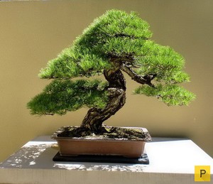 Дерево бонсай: види дерева, особливості вирощування та догляду в домашніх умовах