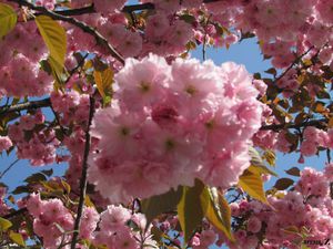 Квіти сакури, де росте сакура, де слід рости красивому дереву японської вишні