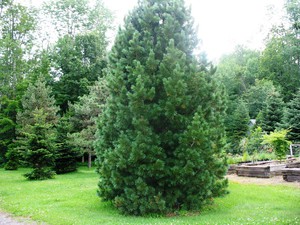 Сосна румелійська (Pinus peuce): види та догляд за деревом в садових умовах