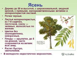 Ясен звичайний fraxinus excelsior: опис рослини, користь і шкода