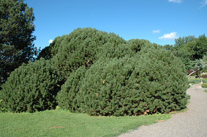 Гірська сосна Мугус (Pinus Mugo mughus) з методами розмноження і догляду
