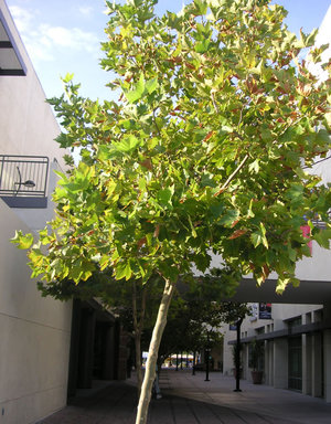 Дерево платан: ботанічний опис, види платана, принципи заготівлі та застосування в різних областях