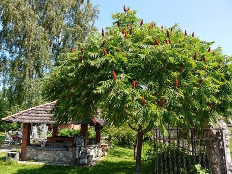 Как поливать дерево сумах