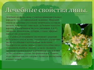 Липа: корисні і лікувальні властивості медоносного дерева, коли цвіте липа