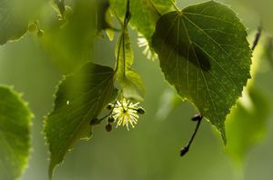 Як виглядає дерево липа: як має цвісти, опис листа липи