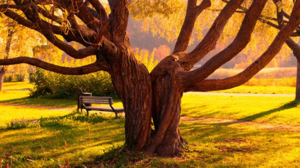 Скільки років живуть окремі види дерев: береза, дуб і липа