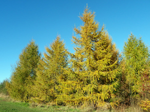 Модрина європейська (larix decidua): опис і умови зростання, користь і ВИРОЩУВАННЯ