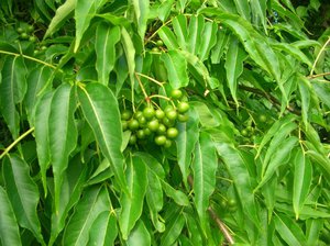 Опис Амурського оксамиту — дерева з лікувальними властивостями