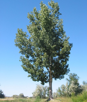 Тополя: місця зростання, зовнішній вигляд дерева, опис і особливості основних видів