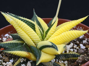 Квітка хавортія, haworthia limifolia, види хавортія і догляд в домашніх умовах