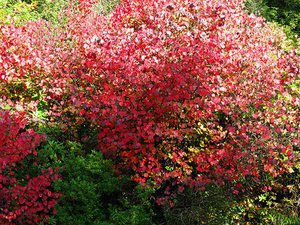 Як виростити японський багряник або cercidiphyllum japonicum на дачній ділянці??