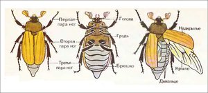Травневий жук: ареал проживання, будова і розвиток, раціон і корисні властивості
