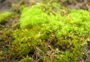 Появи моху на газоні: причини виникнення, як позбутися, ефективні засоби боротьби з мохом