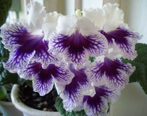 Streptokarpus-victorian