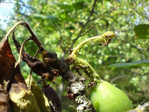 Обробка плодових дерев від попелиці, хімічні та народні способи боротьби з паразитами