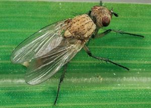 Цибульна муха: заходи боротьби з шкідником, застосування народних засобів