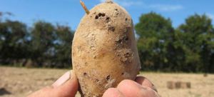 Як боротися з дротяниками на городі: знищення шкідника на картоплі за допомогою народних засобів