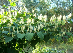 Сахалінський горець: опис рослини, його інші назви, особливості посадки і догляду