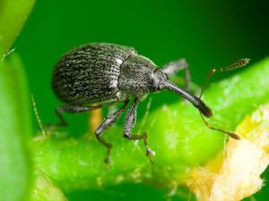 Опис жука довгоносика, способи боротьби з цією комахою