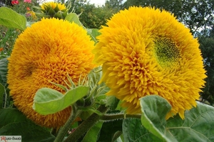 Декоративний соняшник: посадка і вирощування соняшника в саду