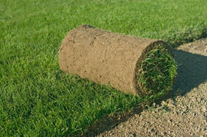 Газон рулонний: переваги, як правильно вибрати, інструкція з укладання газонних рулонів