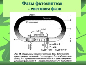 Общая схема световой фазы фотосинтеза