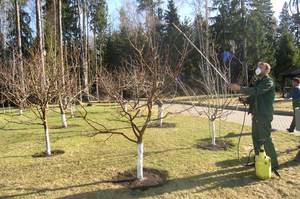 Правильне обприскування плодових дерев в саду засобами від шкідників і хвороб ранньою весною