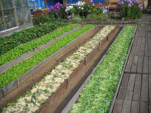 Грядки на городі за методом Митлайдера: принцип створення, розподіл ділянки, посадка овочевих культур