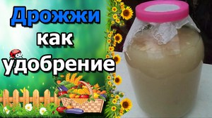 Дрожжевая подкормка для растений