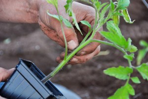 Висадка розсади помідорів в грунт: що зробити, щоб отримати хороший урожай