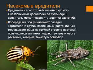 Список корисних комах для саду, які бувають шкідники, які можуть знищувати садових шкідників