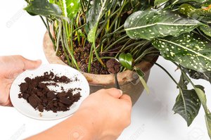 Кавова Макуха як добриво: підготовка гущі, її застосування для удобрення садових і кімнатних рослин