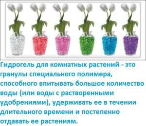 Гідрогель для рослин: різновиди, інструкція із застосування та способи використання для квітів