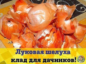 Луковая шелуха для мульчирования грунта