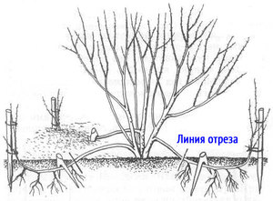 Размножение спиреи отводками