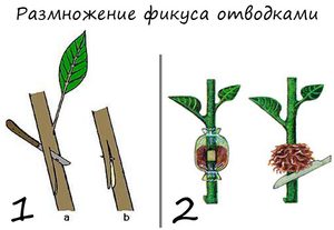 Размножение фикуса отводками