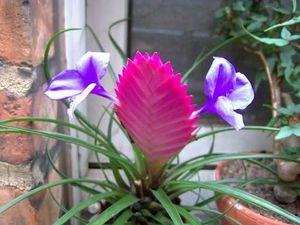 Квітка тилландсия: опис уснеевидного, атмосферного і синього виду рослини, догляд в домашніх умовах