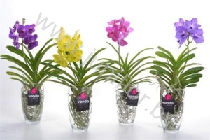 Особливості догляду за квіткою орхідеєю Ванда в домашніх умовах: як росте ця рослина